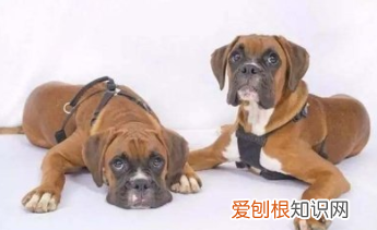 上海奶奶花18万克隆重病的爱犬，仅外貌相似