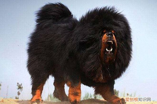 怎么挑选小藏獒幼崽 怎么挑选小藏獒