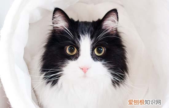 小奶猫眼屎多是什么原因引起的 小奶猫眼屎多是什么原因