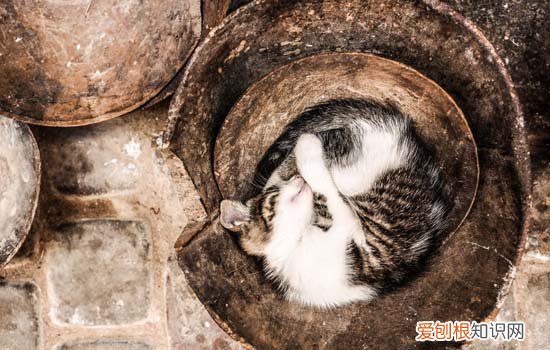 猫掉毛很厉害怎么办 猫猫掉毛厉害怎么办