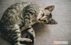 猫的体温是多少度正常 猫体温多少正常,猫的温度多少正常体温