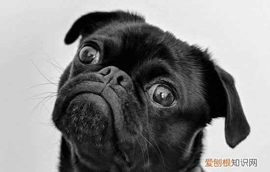 黑狼犬只认一个主人吗为什么 黑狼犬只认一个主人吗