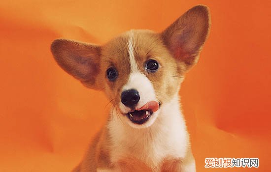 蝴蝶犬串串是土狗吗 蝴蝶犬串串是土狗吗