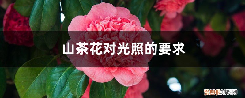 山茶花对光照的要求,对土壤的要求是什么 山茶花对光照的要求,对土壤的要求