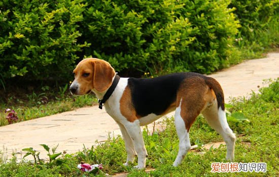 比格几个月可以长大 比格几个月就定型了