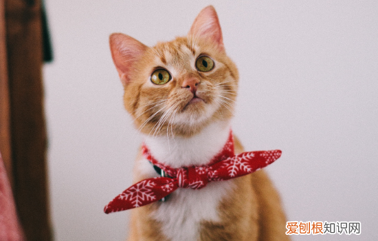 猫咪为什么会有异瞳 猫咪的异瞳形成的原因