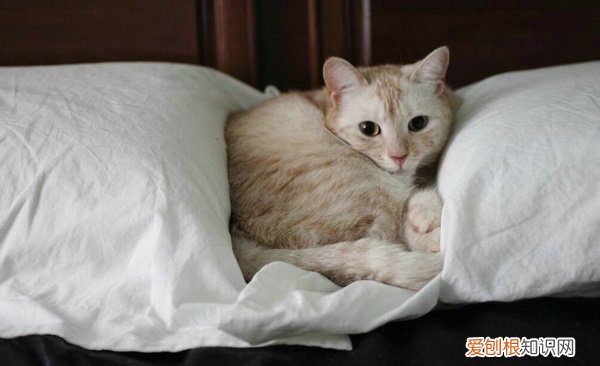 一个月内幼猫喝什么代替猫奶 幼猫喝什么代替猫奶，猫