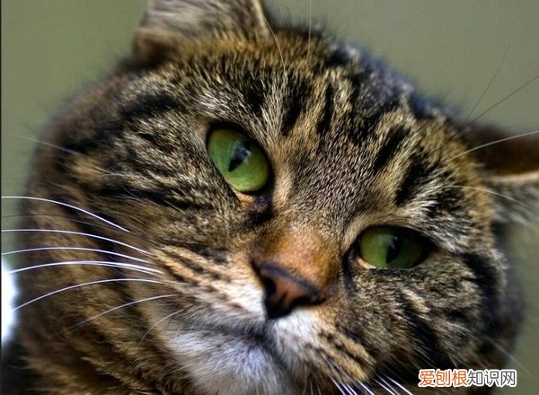 小猫什么食物不能吃 小猫有什么不能吃,猫