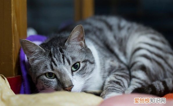 虎斑猫不能吃什么食物 美短虎斑猫不能吃什么，猫