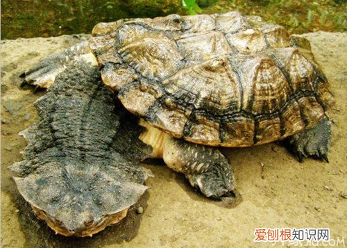 玛塔龟繁殖方式 玛塔龟的饲养方法