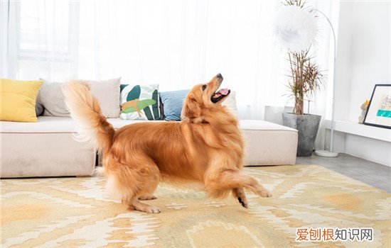 狗狗养久了跟主人有感情吗 狗养多久才对人有感情