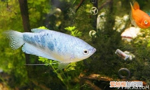 曼龙鱼的繁殖方法曼龙鱼的雌雄鉴别