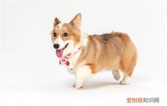 柴犬是日本的土狗吗图片 柴犬是日本的土狗吗