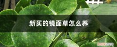 镜面草养殖注意事项 新买的镜面草怎么养