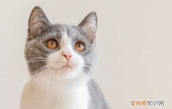 渐层猫好养吗成本高吗 渐层猫为什么不能养