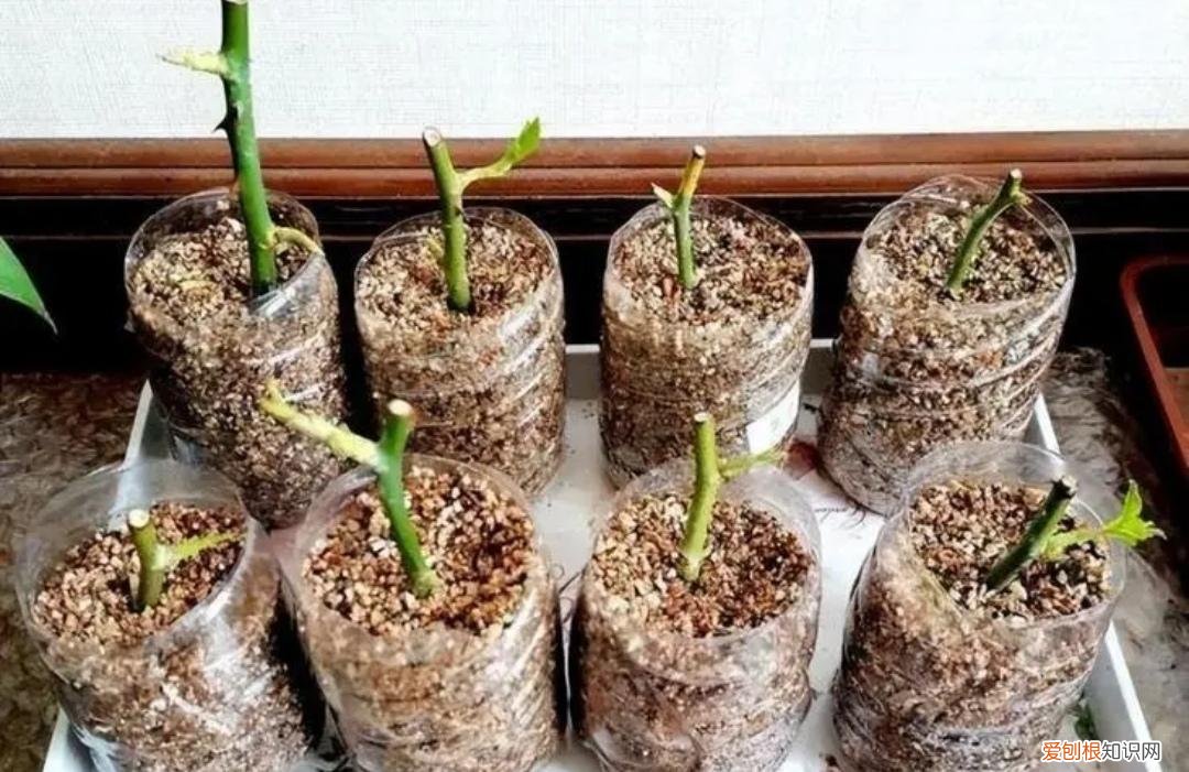 扦插生根的过程，扦插花卉，用上3个“小技巧”，半个月生根，成活率高