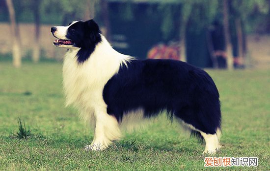 西藏猎犬优缺点 拉萨犬的优缺点