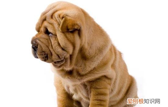 沙皮狗攻击性强吗知乎 沙皮狗攻击性强吗