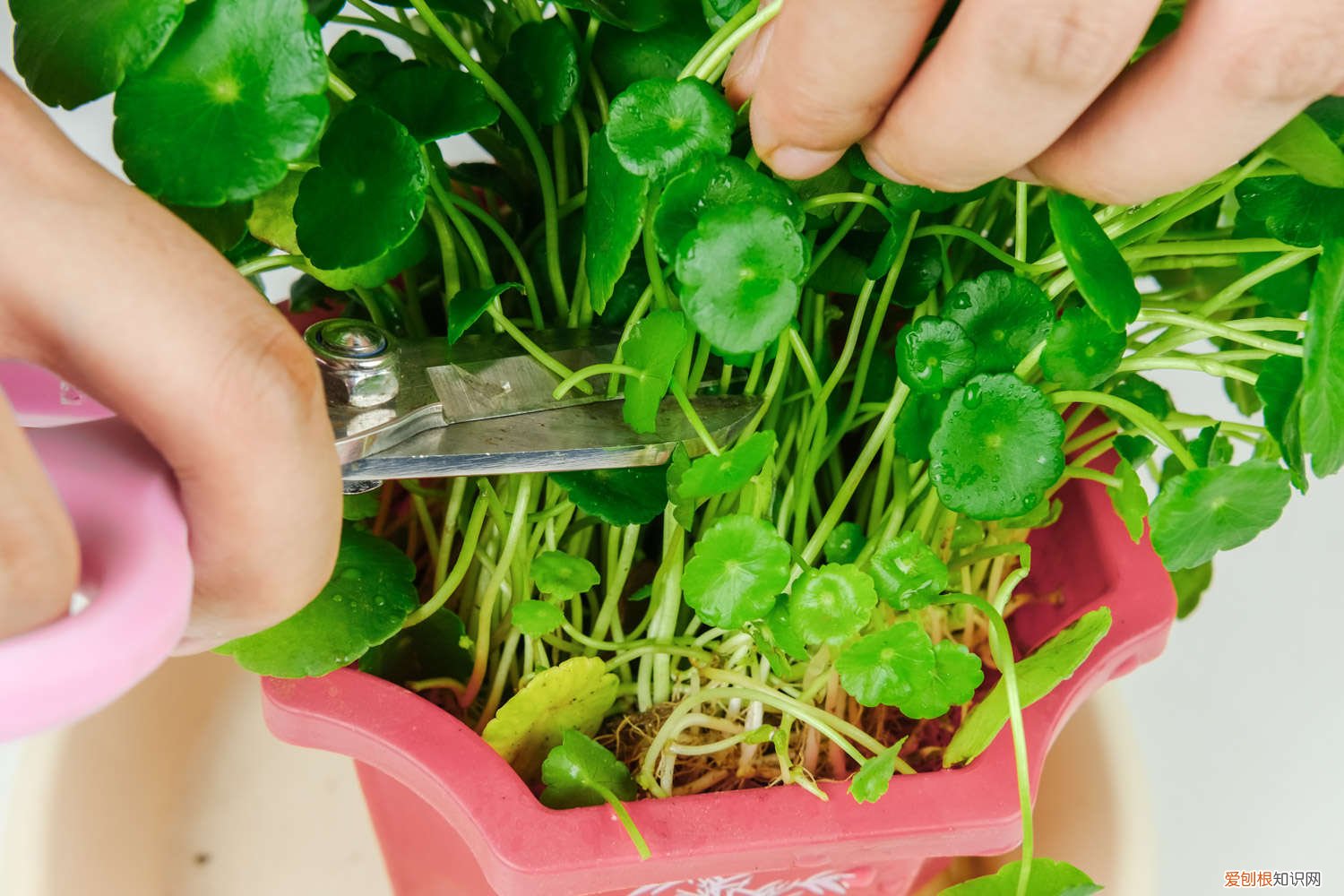 铜钱草枝叶可以扦插吗 铜钱草扦插几天可以长出叶子，铜钱草的叶子能插活吗