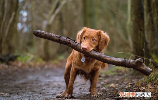 伯瑞犬的优缺点 伯瑞犬性格特征