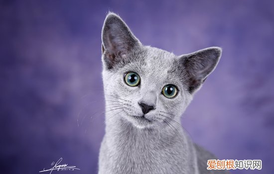 猫寄养半个月回来不认识主人了 猫寄养多久不认识主人