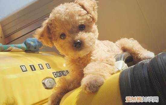 poodle dog是什么狗