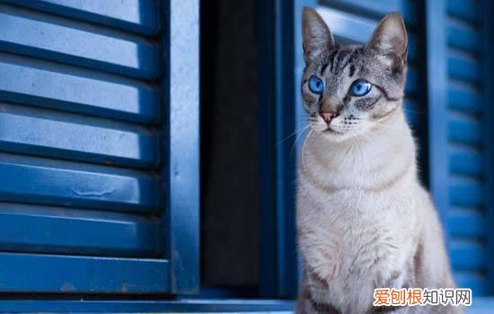 猫咪打嗝是什么样 猫打嗝什么意思