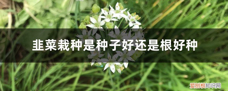 韭菜栽根好还是播种好 韭菜栽种是种子好还是根好种，重新栽种后需要注意什么