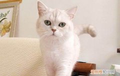 猫眼睛有白膜是什么原因 猫的眼睛白膜能自愈吗