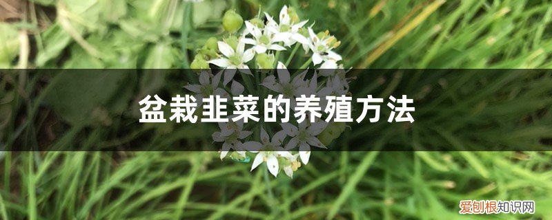 冬季盆栽韭菜的养殖方法 盆栽韭菜的养殖方法，如何过冬