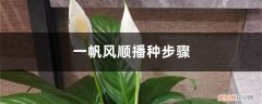 一帆风顺盆栽怎么繁殖 一帆风顺播种步骤，一帆风顺其他的繁殖方法