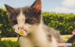 宠物猫能不能吃花生米 幼猫可以吃花生米么