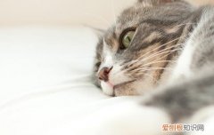 小猫睡觉发出咕噜咕噜的声音正常吗为什么 小猫睡觉发出咕噜咕噜的声音正常吗