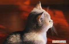 夏天该给猫剃毛吗 夏天到了该不该给猫咪剃毛