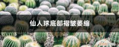 仙人球底部褶皱萎缩图片 仙人球底部褶皱萎缩