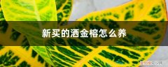 黄金榕怎么养 新买的洒金榕怎么养