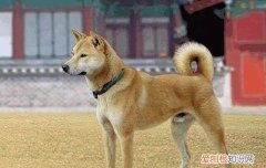 法国斗牛犬一生认几个主人 英斗牛一生认几个主人