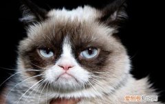 猫猫不开心的表现 猫开心的表现和不开心的表现