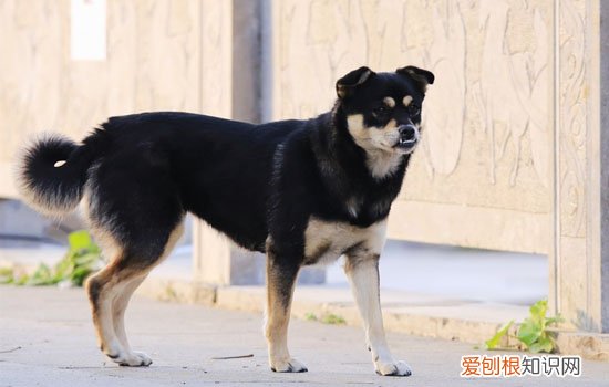 杜宾和罗威纳幼犬区别 罗威纳犬和杜宾区别