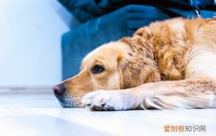 金毛幼犬很凶爱咬人 金毛咬人吗凶不凶