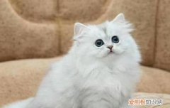 金吉拉猫性格怎么样 金吉拉猫好养吗