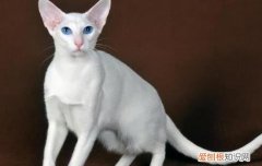 东方短毛猫介绍 东方短毛猫是什么猫