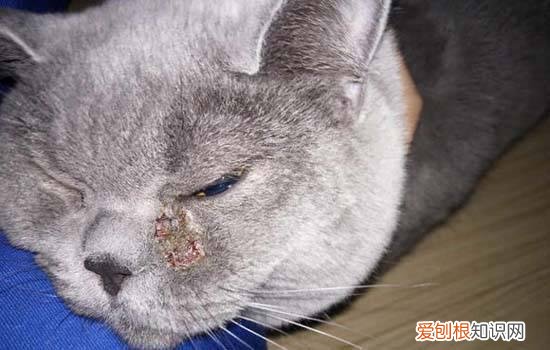 猫咪能吃咸的 猫咪喜欢吃咸的东西吗