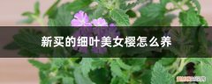 细叶美女樱能过冬吗 新买的细叶美女樱怎么养