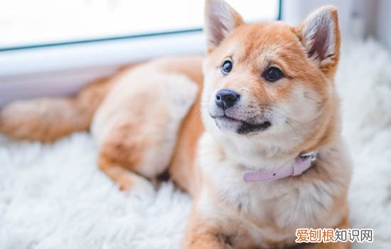 为什么这么多人养柴犬 为什么不能养两只柴犬