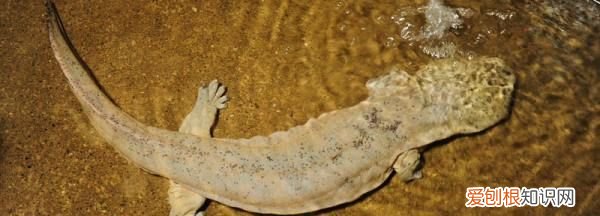 娃娃鱼怎么清洗,娃娃鱼表面怎么清洗