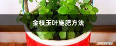 金枝玉叶怎么施肥才长的好 金枝玉叶施肥方法，金枝玉叶施肥大了怎么办