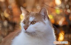 猫能闻香薰吗 猫咪可以闻香薰吗