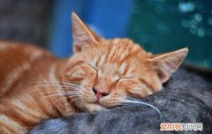 橘猫沙梨是什么猫 橘猫沙梨sally是啥品种