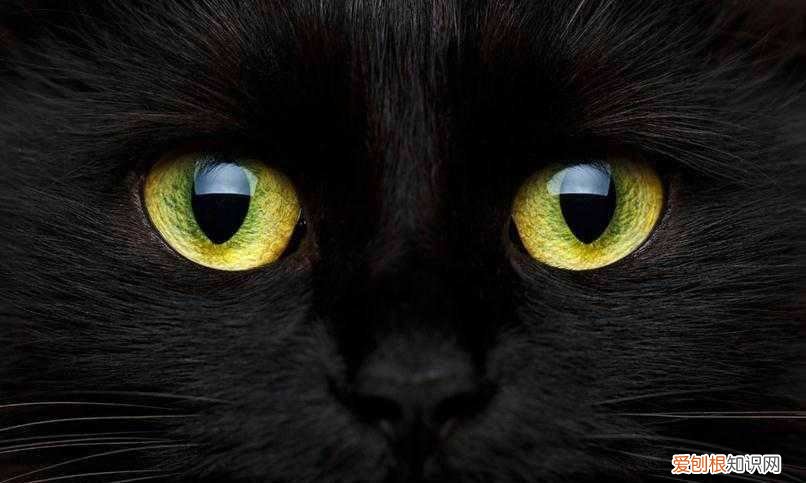 猫眼睛一天的变化形状图片 猫眼睛一天的变化形状